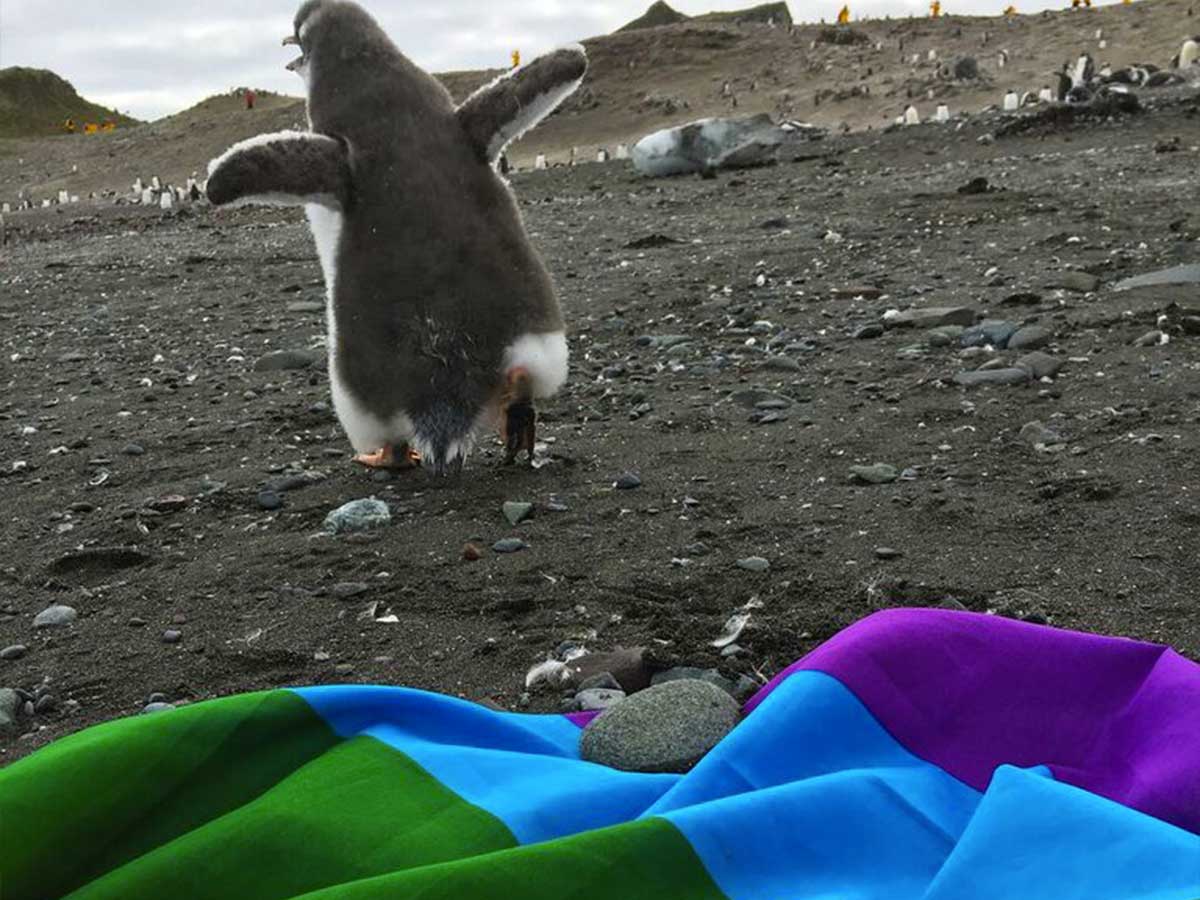 Antarctique rainbow flag premier continent LGBT-friendly