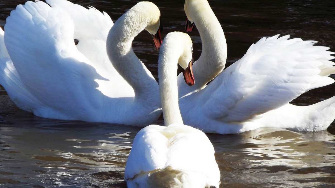 rencontre gay ile aux cygnes