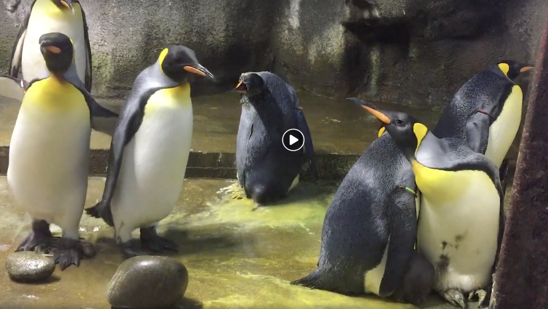 Gay Penguins Adopt Abandoned Egg