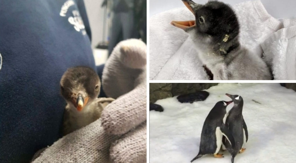 manchot papou pas pingouins sydney zoo