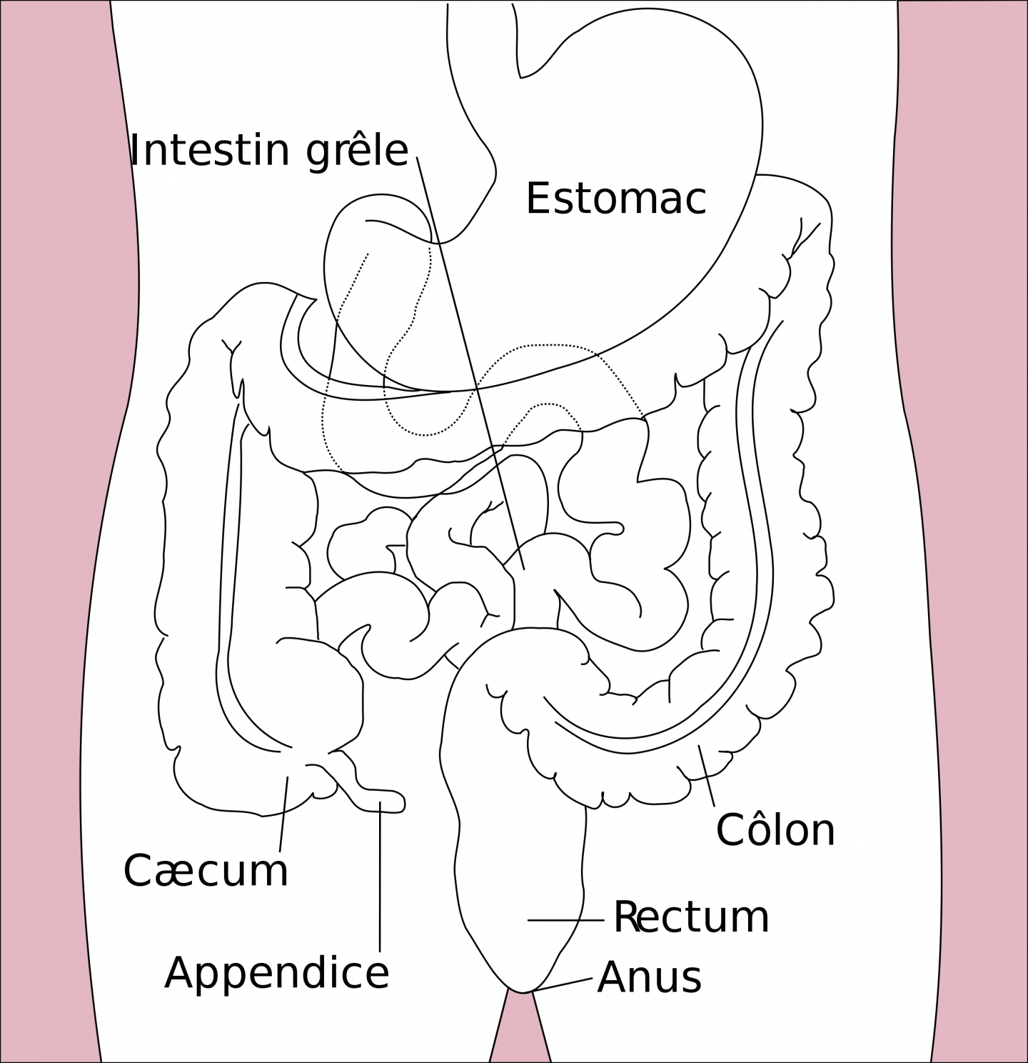 Sexe Anal Comment viter Les incidents De Sodomie Un Proctologue sexe-anal-comment-viter-les-incidents-de-sodomie-un-proctologue