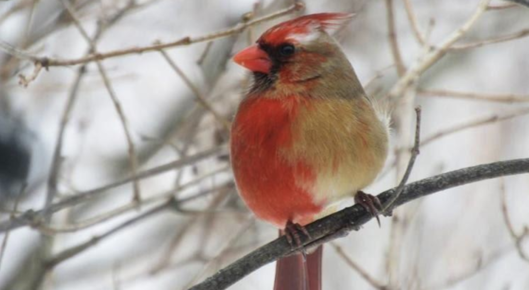 Un Couple Americain Decouvre Un Oiseau Queer Comme Jamais Tetu